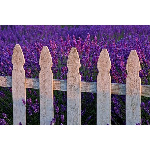Sequim-Washington State-field of Lavender White Picket Fence